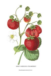 16147-strawberry
